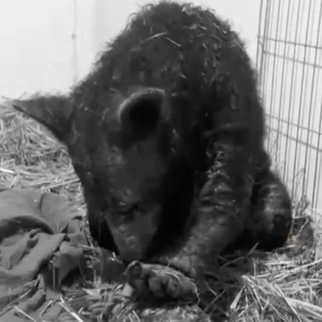 Falleció 'Mina', la Osa que Rescataron del Zoológico La Pastora en Deterioro Tras Hacerse Viral